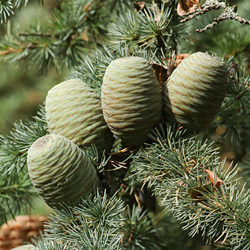 Esenciální olej Altas Cedar