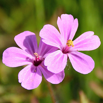 Esenciální olej Geranium