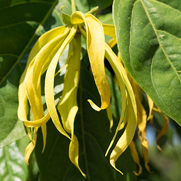 Esenciální olej ylang-yang
