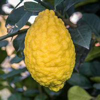 Lemon Featured Ingredient - L'Occitane