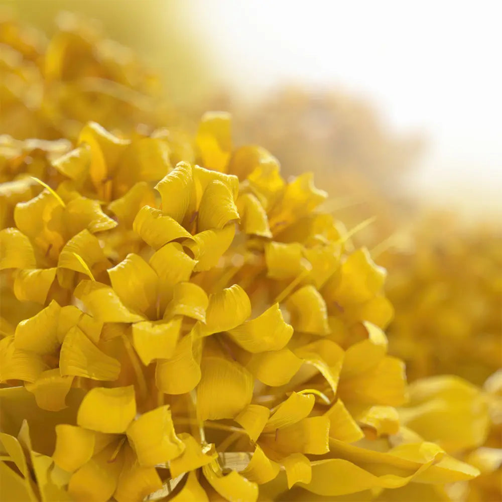 Immortelle Divine