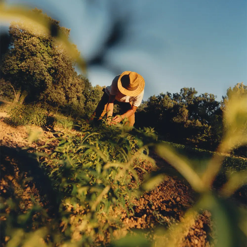 Bylinkářský pár, který stojí za naší organickou verbenou