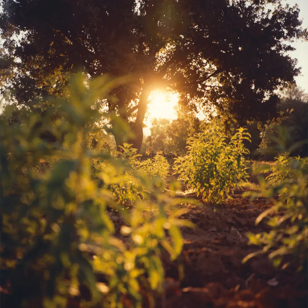 Partnerství s L'Occitane